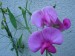 DSCN8044
